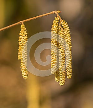 Catkins on a hazel tree in spring