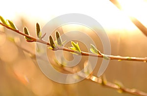 Catkins and leaves in sunlight