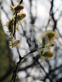 Catkins or male flowers of a willow in april in spring woodland with budding leaves