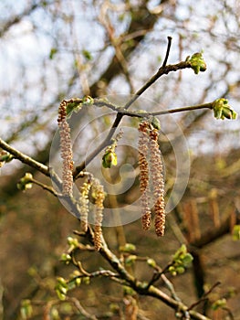 Catkins or male flowers of a silver birch in april in spring woodland with budding leaves