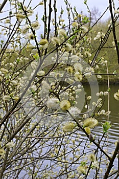 Catkins, Osier Willow - Salix viminalis, River Yare, Norfolk Broads, Surlingham, Norfolk, England, UK