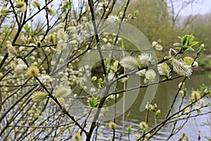 Catkins, Osier Willow - Salix viminalis, River Yare, Norfolk Broads, Surlingham, Norfolk, England, UK