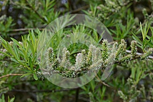 Catkins, Osier Willow - Salix viminalis, River Yare, Norfolk Broads, Surlingham, Norfolk, England, UK photo