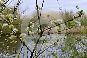 Catkins, Osier Willow - Salix viminalis, River Yare, Norfolk Broads, Surlingham, Norfolk, England, UK photo