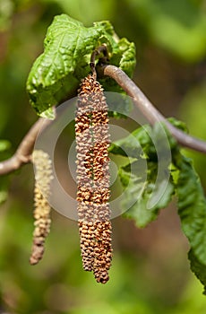 Catkins with pollen at a hazelnut tree Corylus avellana