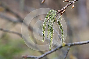 Catkins poplar undiscovered in spring. Populus tremula, aspen is a species of poplar in the rays of the bright sun. Natural phorog