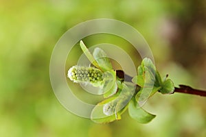 Catkins of Salix hastata, the halberd willow