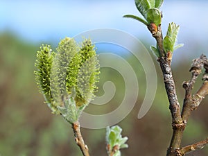 Catkins of Salix lanata, the woolly willow