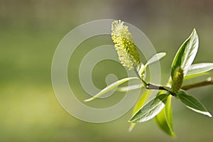 Catkins of sallow/osier tree with young green leaves spreading pollen