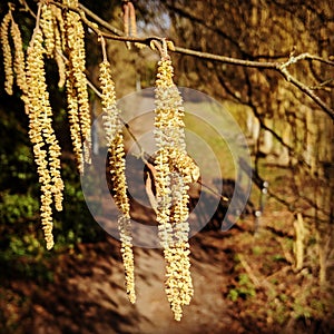 Catkins on a sunny February day