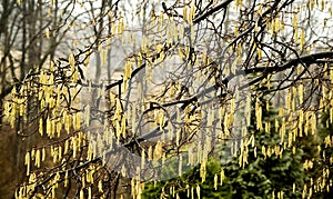 Catkins on a tree