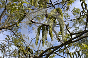 Catkins of a wallnut tree in close up. Male flowers.