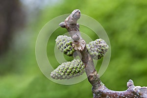 Catkins of Walnut