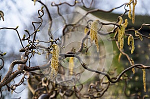 Catkins at Whalley Abbey Gatehouse in the Ribble Valley in Lancashire