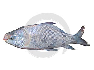 Catla fish with white background. Fish png. Fish with white background