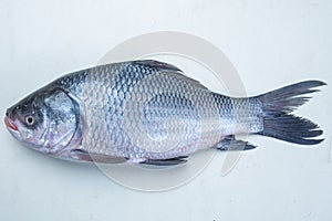 Catla Katla fish Bangladesh fresh water fish isolated on white background photo