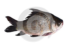 Catla katla fish photo