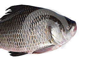 Catla katla fish