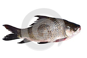 Catla katla fish