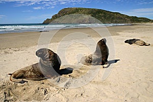 Catlins Sea lions