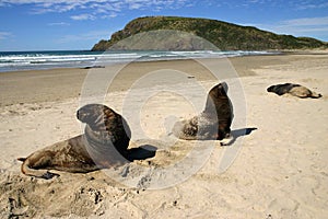 Catlins Sea lions photo