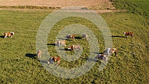 Catlle herd grazing on mountain pasture, aerial footage photo