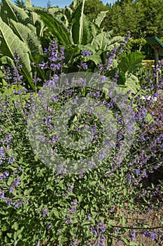 Catmint