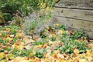 Catmint in the autumn garden photo