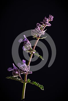 Catmint blossoms