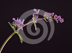 Catmint blossoms 3