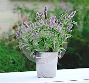 Catmint or catnip flowers in bucket on a white garden table