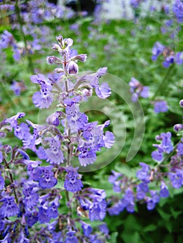 Catmint photo