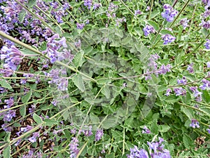 The Catmint and Faassen\'s catnip (Nepeta faassenii) flowering with abundant, two-lipped flowers