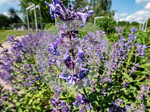 Catmint and Faassen\'s catnip (Nepeta Ã— faassenii) flowering with showy, abundant, two-lipped flowers