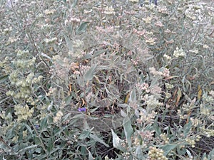 Catmint in the fall is more seeds than flowers