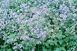 Catmint garden