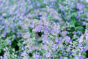 Catmint garden