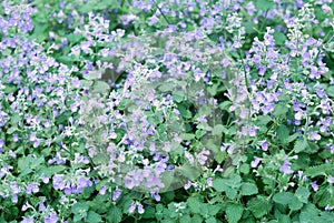 Catmint garden photo