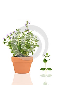 Catmint Herb