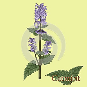 Catmint, nepeta, catnip. Illustration of a plant in a vector wit