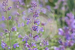 Catmint, Nepeta x faassenii Walkers Low, soft lavender-blue flowers