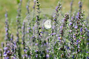 Catmint  nepeta plant flower blossom bee butterly photo