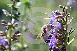 Catmint  nepeta plant flower blossom bee butterly