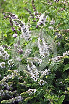 Catmint plant on the garden photo