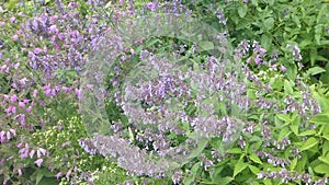 Catmint in summer
