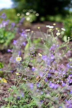 Catmint and Wild Chamomile Daisy Flowers in Butterfly Garden photo