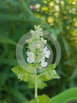 Catnip in bloom