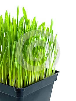 Catnip container 3/4 view