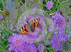 Catnip flower for a fine butterfly