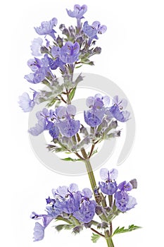 Catnip flowers (Nepeta cataria)
